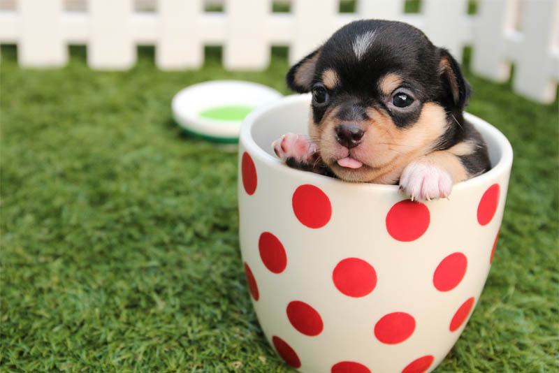 10 smallest dog breeds