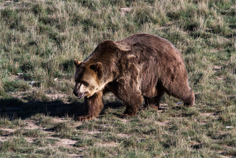 10 Famous Carnivorous Bears - Depth World