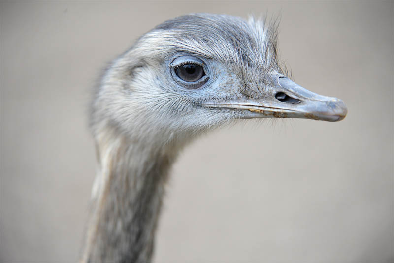 ostriches-have-large-eyes