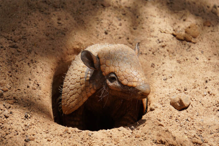 Top 10 interesting facts about Armadillos - Depth World