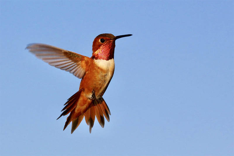 top-10-interesting-facts-about-hummingbirds-depth-world