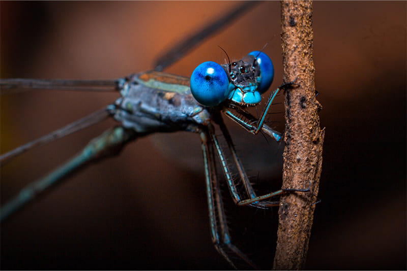 predators-of-dragonflies