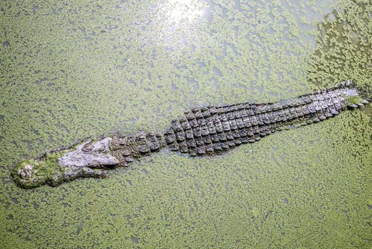 Top 10 interesting facts about Alligators - Depth World